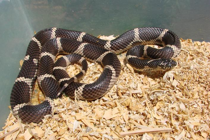 4.5 foot female South GA Eastern King