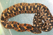 WC Aberrant Eastern Hognose