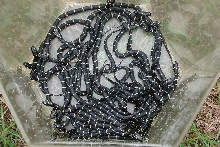 21 Baby Eastern Kingsnakes NC locale