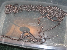 (HET for) Golden corns out of the egg!