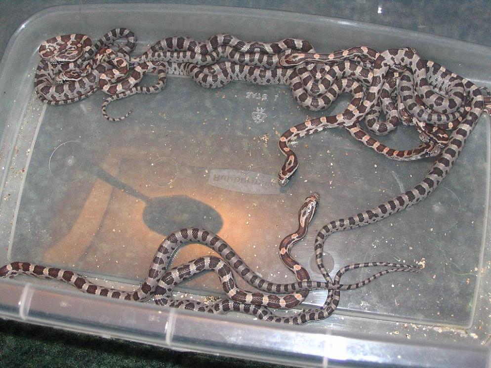 (HET for) Golden corns out of the egg!