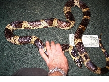 76" Blotched Kingsnake . . .