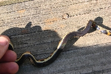 Black-bellied Eastern Kingsnake