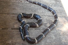 Huge 5 foot FEMALE Eastern Kingsnake