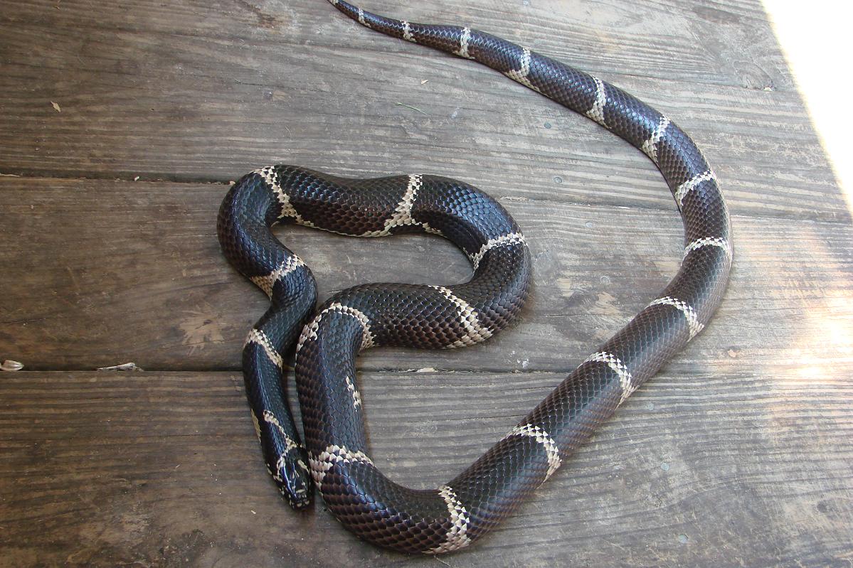 Huge 5 foot FEMALE Eastern Kingsnake