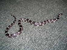 Richmond county (sandhills) 37" male E. king