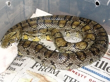 WC Golden corn eating 1st meal of 05'