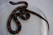 female S GA Kingsnake