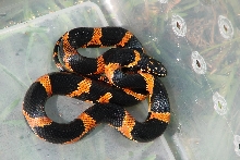 Female (high red) baby Eastern Kingsnake