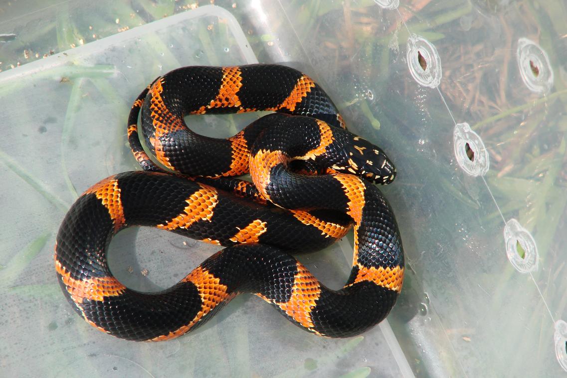 Female (high red) baby Eastern Kingsnake