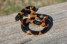 GA (Hi-red) Eastern Kingsnake