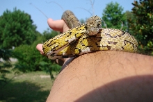 Golden corn (2010 pic)