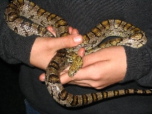 Son holding golden corn