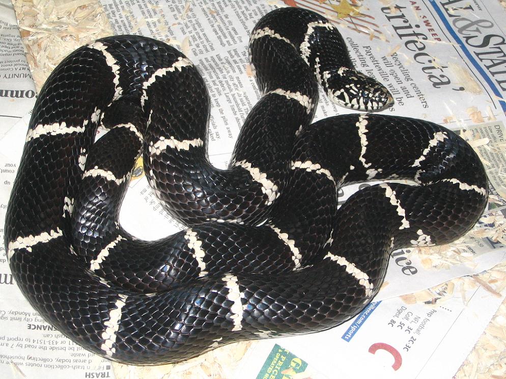 5 foot WC male Eastern King from NC.