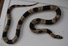 Eastern King with wide bands