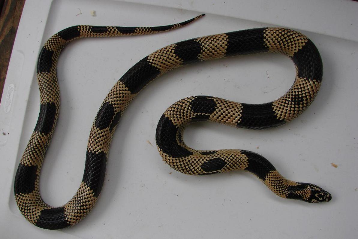 Eastern King with wide bands