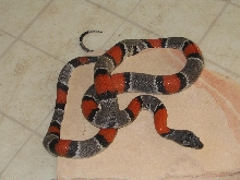 31" Dark blairs phase male gray-band