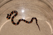 High-red Georgia Eastern Kingsnake