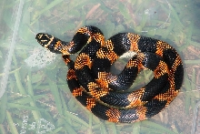 Baby male eastern kingsnake