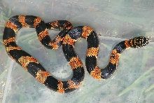 male Baby eastern kingsnake