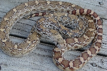 WC Sonoran Gophersnake