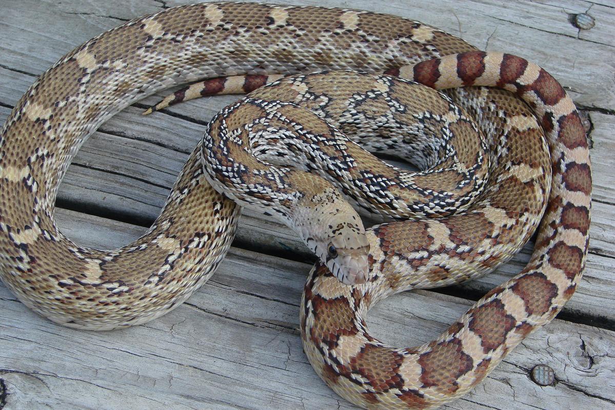 WC Sonoran Gophersnake