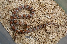Miami Male 2.5-3' Corn snake
