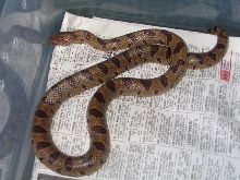 NC locale, Female Mole King