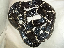 Cumberland county NC. female