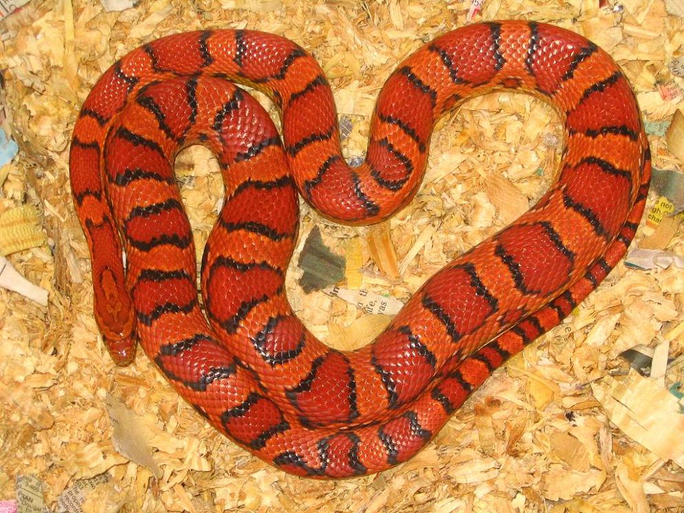 Adult Female Okeetee