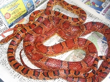 Okeetee breeding pair