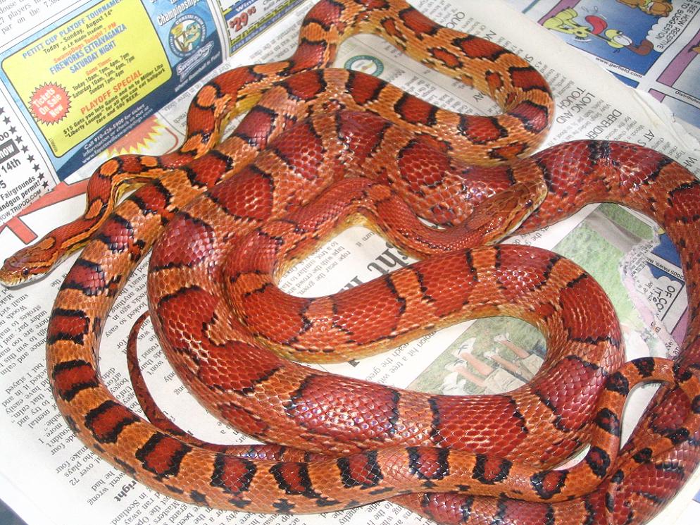 Okeetee breeding pair