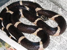 South Georgia Giant