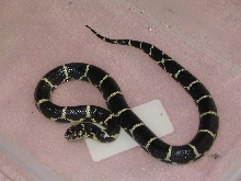 Female WC North Carolina Kingsnake