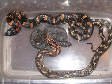 NC. Sandhills Hognoses