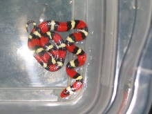 Scarlet King, Hoke county, NC. locale
