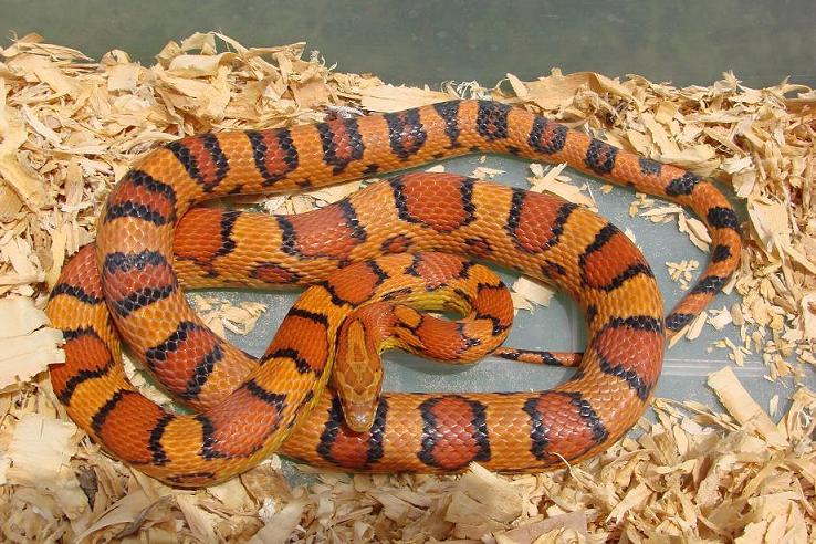 Smokin 08 Okeetee male corn snake