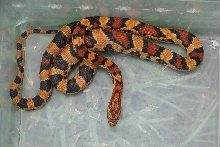 High black Okeetee cornsnake