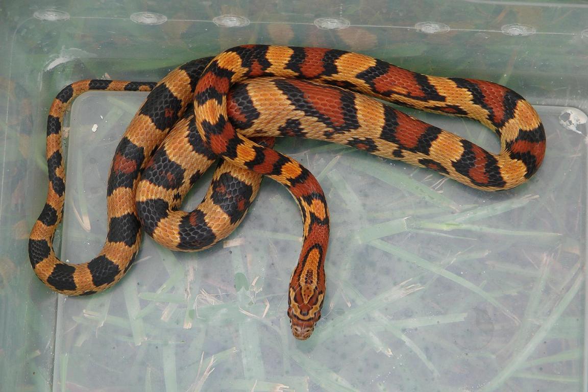 High black Okeetee cornsnake