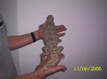 Wildcaught Uro from Kuwait