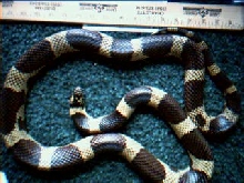 74" (Monster) Blotched Kingsnake