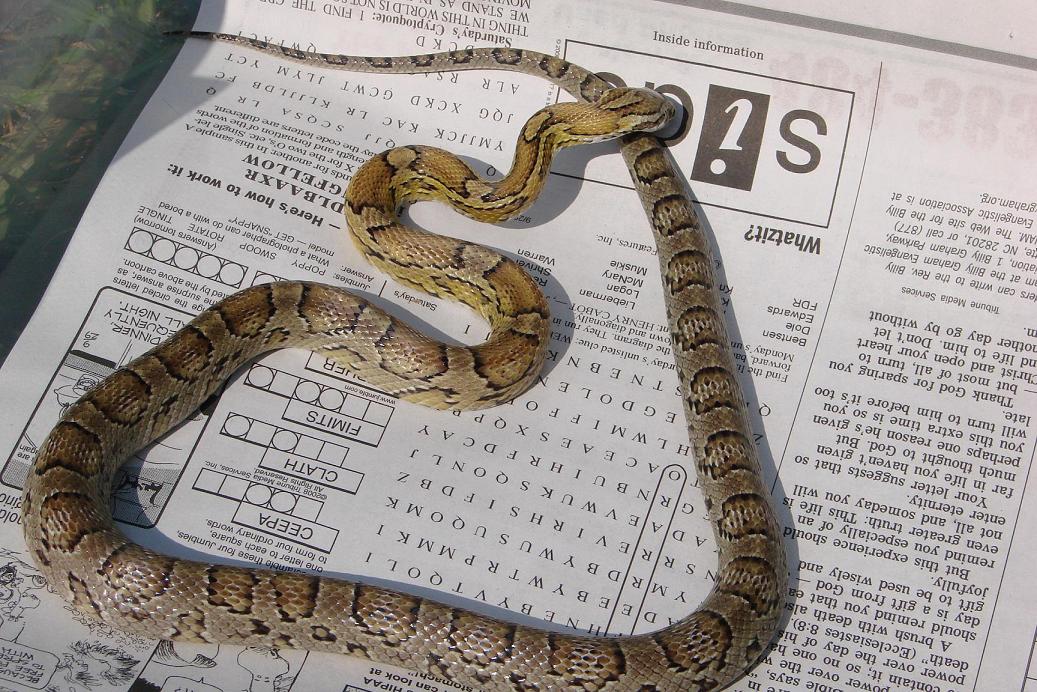 06 female golden corn