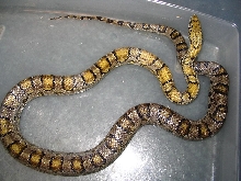 Golden corn - full body shot