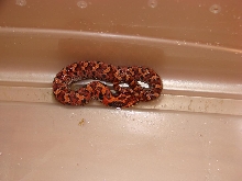 WC Orange eastern hognose!