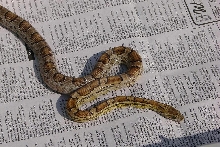06 golden corn male