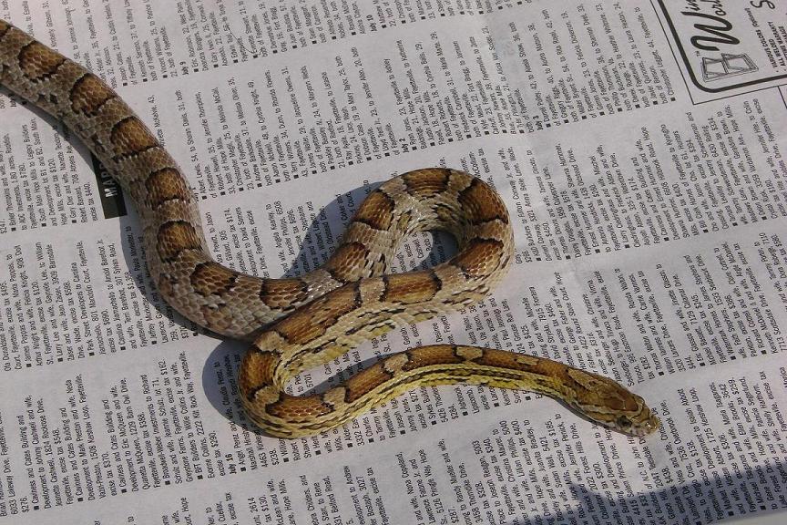 06 golden corn male