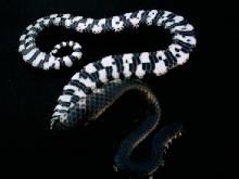 Anerythristic Mudsnake ( belly shot)