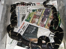 Eastern Kingsnakes mating