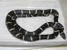WC 37" young adult male Eastern King from NC.