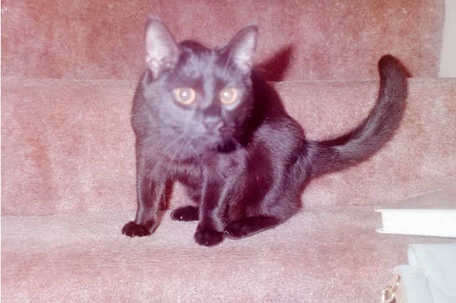 Licorice
